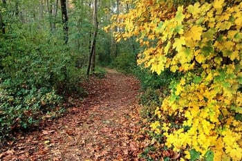 forest trail